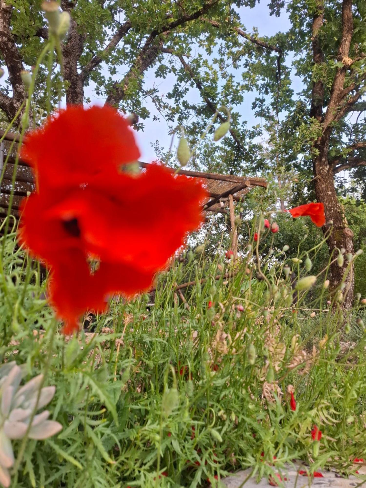 Agriturismo E Glamping Serraiola Alta Monterotondo  Luaran gambar